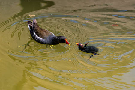 The common moorhen Gallinula chloropus also known as the waterhen, the swamp chicken, and as the common gallinule swimming at a blue lake waterの写真素材
