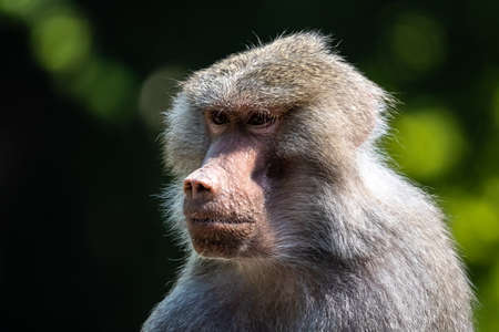 The hamadryas baboon, Papio hamadryas is a species of baboon, being native to the Horn of Africa and...
