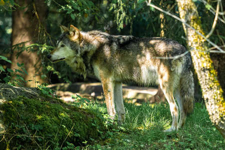 The wolf, Canis lupus, also known as the grey wolf or timber wolf is a canine native to the...