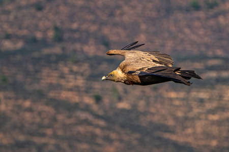 Griffon vulture, Gyps fulvus flying around Salto del Gitano in Monfrague National Park. Caceres,...