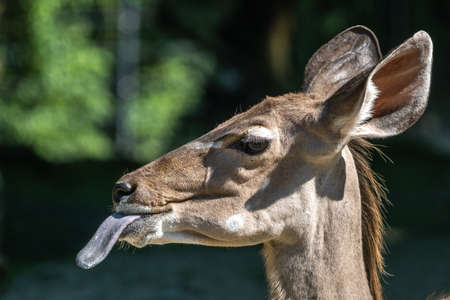 The common eland sticking its tongue out. Taurotragus oryx also known as the southern eland or eland antelope, is a savannah and plains antelope found in East and Southern Africa.の写真素材
