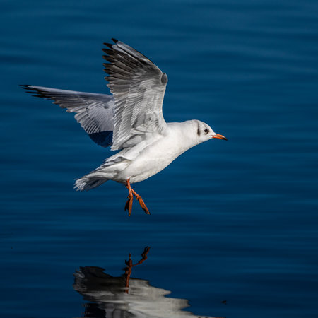 The European Herring Gull, Larus argentatus is a large gull, One of the best known of all gulls along the shores of western Europe. Here flying in the air.の写真素材