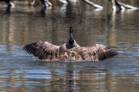 The Canada Goose, Branta canadensis at a Lake near Munich in Germany. It is a goose with a black head and neck, white patches on the face, and a brownish-gray body.の写真素材