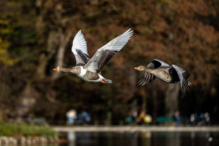 The greylag goose, Anser anser is a species of large goose in the waterfowl family Anatidae and the type species of the genus Anser. Here flying in the air.の写真素材