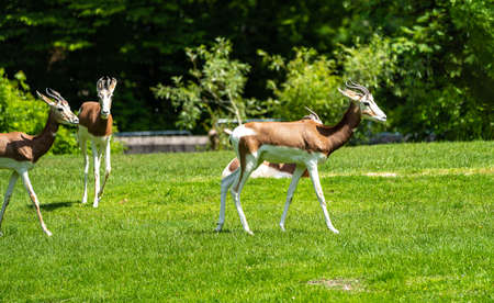 Dama gazelle, Gazella dama mhorr or mhorr gazelle is a species of gazelle. lives in Africa in the Sahara desert and the Sahel and browses on desert shrubs and acaciaの写真素材