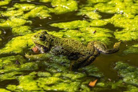 Common frog, Rana temporaria, single reptile croaking in water, also known as the European common frog or European grass frog, is a semi-aquatic amphibian of the family Ranidaeの写真素材