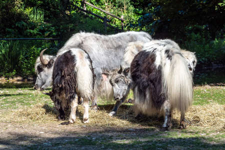 The domestic yak, Bos grunniens is a long-haired domesticated bovid found throughout the Himalayan region of the Indian subcontinent, the Tibetan Plateau and as far north as Mongolia and Russia.の写真素材