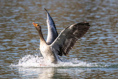 The greylag goose, Anser anser is a species of large goose in the waterfowl family Anatidae and the type species of the genus Anser.の写真素材