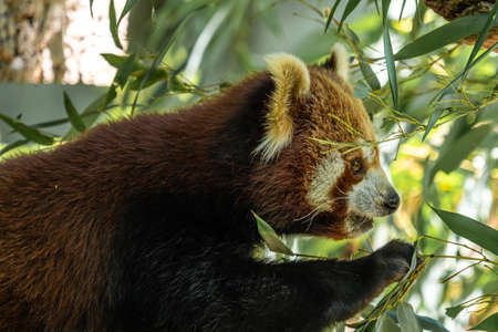 The red panda, Ailurus fulgens, also called the lesser panda and the red cat-bear.