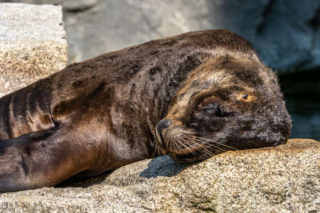 The South American sea lion, Otaria flavescens, formerly Otaria byronia, also called the Southern Sea Lion and the Patagonian sea lionの写真素材