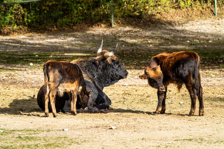 Heck cattle, Bos primigenius taurus, claimed to resemble the extinct aurochs.の写真素材