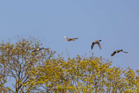 The mallard, Anas platyrhynchos is a dabbling duck. Here flying in the air over a lake in Munich, Germany.の写真素材