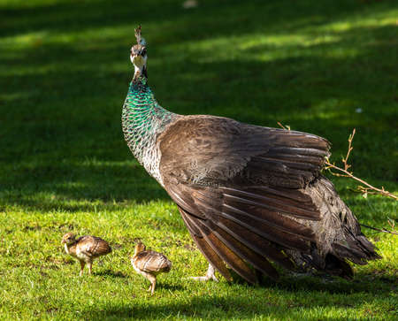 The Indian peafowl mom with little babies. Blue peafowl, Pavo cristatus is a large and brightly coloured bird, is a species of peafowl native to South Asia, but also in many other parts of the world.の写真素材