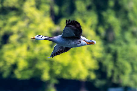 The bar-headed goose flying over a lake at Munich. Anser indicus breeds in Central Asia in colonies of thousands near mountain lakes and winters in South Asia, as far south as peninsular India.の写真素材