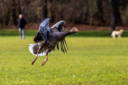 The greylag goose, Anser anser is a species of large goose in the waterfowl family Anatidae and the type species of the genus Anser. Here flying in the air.の写真素材