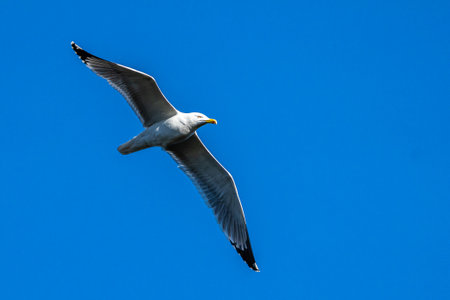 The European Herring Gull, Larus argentatus is a large gull, One of the best known of all gulls...