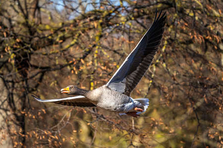 The greylag goose, Anser anser is a species of large goose in the waterfowl family Anatidae and the type species of the genus Anser. Here flying in the air.の写真素材