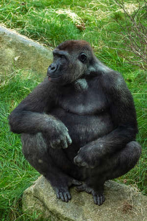 Gorillas are ground-dwelling, predominantly herbivorous apes that inhabit the forests of central Sub-Saharan Africa.の写真素材