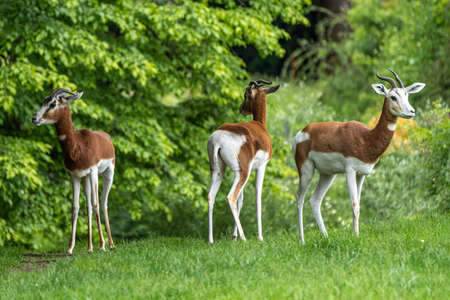 Dama gazelle, Gazella dama mhorr or mhorr gazelle is a species of gazelle. lives in Africa in the Sahara desert and the Sahel and browses on desert shrubs and acaciaの写真素材