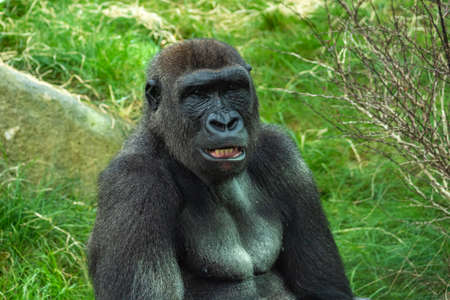 Gorillas are ground-dwelling, predominantly herbivorous apes that inhabit the forests of central Sub-Saharan Africa.の写真素材