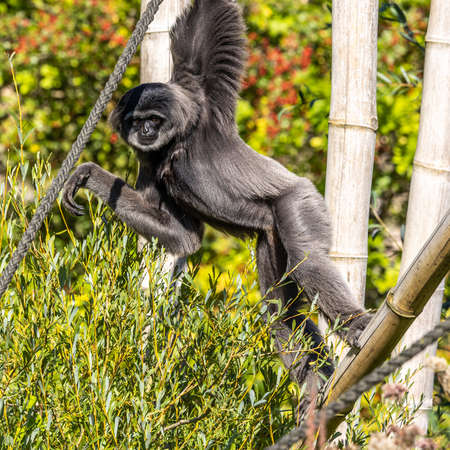 Silvery gibbon, Hylobates moloch. The silvery gibbon ranks among the most threatened species.