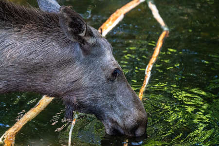 European Moose, Alces alces, also known as the elk. Wild life animal.の写真素材