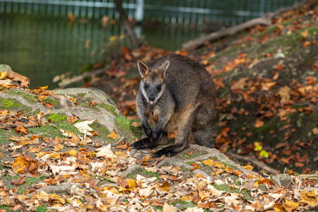 The red kangaroo, Macropus rufus is the largest of all kangaroos, the largest terrestrial mammal native to Australia, and the largest extant marsupial.の写真素材
