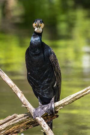 The great cormorant, Phalacrocorax carbo known as the great black cormorant across the Northern Hemisphere, the black cormorant in Australia and the black shag further south in New Zealandの写真素材