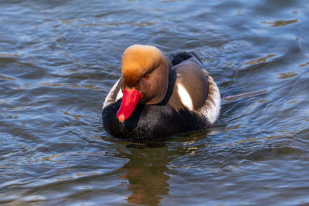 The Red-crested Pochard, Netta rufina is a large diving duck. Here swimming in a lake at Munich,...