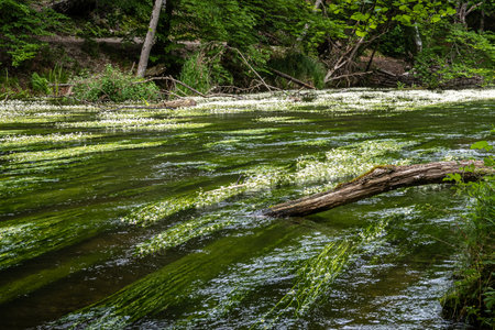 Flowering plant of the river water-crowfoot, Ranunculus fluitans in river Wuerm, Leutstetten near...