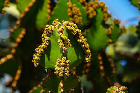 Close view of Transvaal candelabra tree, or bushveld candelabra euphorbia - Euphorbia cooperi