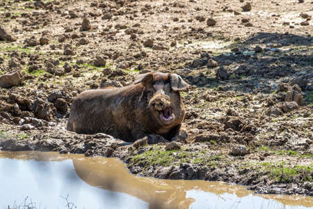 Iberian pigs, Pata Negra grazing in the Extremadura landscape near Trujillo in Spainの写真素材