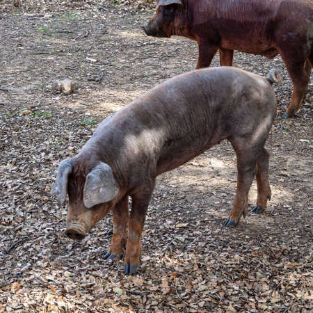 Iberian pigs, Pata Negra grazing in the Extremadura landscape near Calera de Leon in Spain