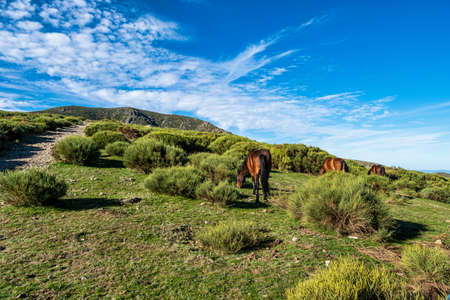 Landscape view with mountains and horses in Puerto de Honduras, Extremadura, Spain.の写真素材