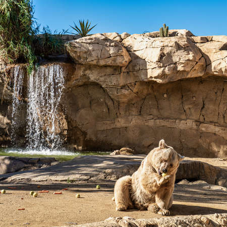 Brown bear, Ursus arctos in Tabernas desert, Andalusia, Spain in Europeの写真素材