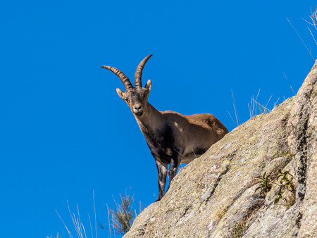 The Iberian ibex, Capra pyrenaica in the Gredos mountains near Navacepeda, Castile Leon Spain. Spanish wild goat or Iberian wild goat is a species of ibex with four subspecies.の写真素材
