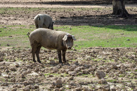 Iberian pigs, Pata Negra grazing in the Extremadura landscape near Trujillo in Spainの写真素材