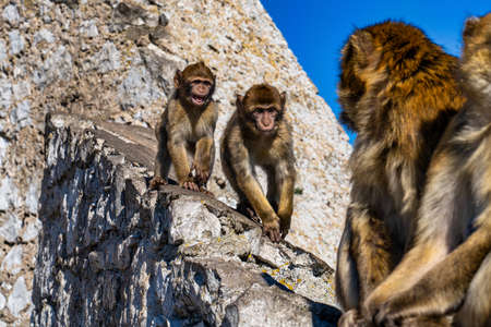Close up of a wild macaque or Gibraltar monkey, one of the most famous attractions of the British overseas territory.の写真素材