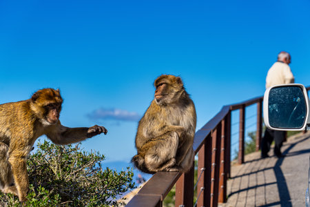Close up of a wild macaque or Gibraltar monkey, one of the most famous attractions of the British...
