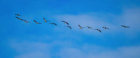 Common crane, Grus grus flying around Salto del Gitano in Monfrague National Park. Caceres, Extremadura, Spain.の写真素材