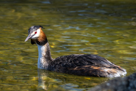Great Crested Grebe, Podiceps cristatus with beautiful orange colors, a water bird with red eyes. It is the largest member of the grebe family found in the Old World.の写真素材