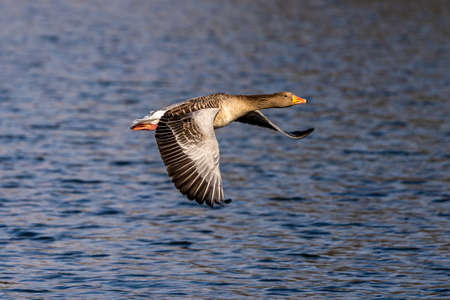 The greylag goose, Anser anser is a species of large goose in the waterfowl family Anatidae and the type species of the genus Anser. Here flying in the air.の写真素材