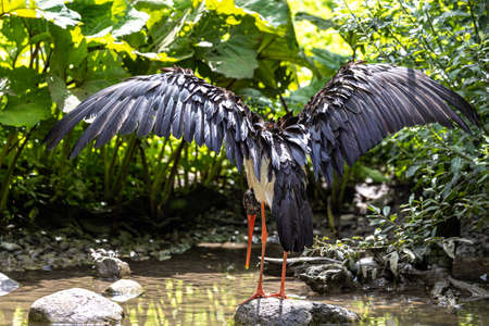 The Black stork, Ciconia nigra is a large bird in the stork family Ciconiidae.の写真素材