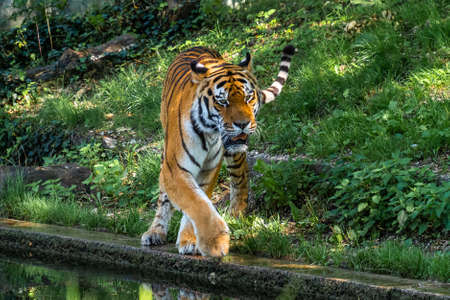 The Siberian tiger,Panthera tigris altaica is the biggest cat in the world