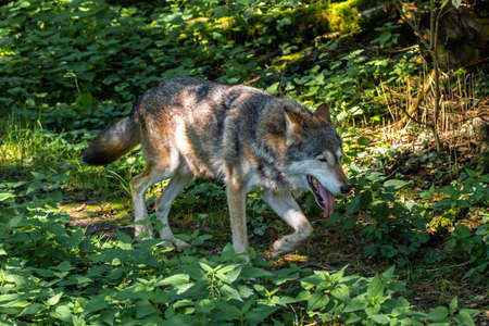 The wolf, Canis lupus, also known as the grey wolf or timber wolf is a canine native to the wilderness and remote areas of Eurasia and North America.の写真素材