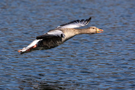 The greylag goose, Anser anser is a species of large goose in the waterfowl family Anatidae and the type species of the genus Anser. Here flying in the air.の写真素材