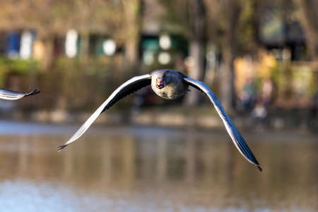 The greylag goose, Anser anser is a species of large goose in the waterfowl family Anatidae and the type species of the genus Anser. Here flying in the air.の写真素材