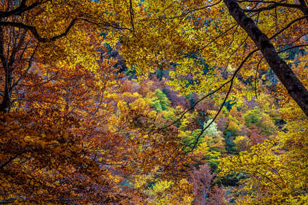 Colorful beech fall forest in Ordesa and Monte Perdido National park, Pyrenees, Aragon in Spain.の写真素材
