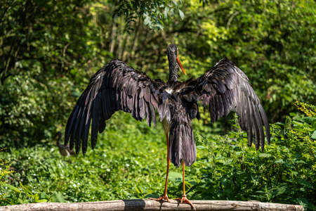 The Black stork, Ciconia nigra is a large bird in the stork family Ciconiidae.の写真素材