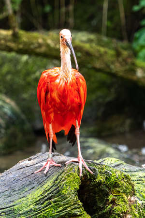 The Scarlet ibis, Eudocimus ruber is a species of ibis in the bird family Threskiornithidae. It inhabits tropical South America and islands of the Caribbean.の写真素材